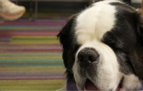 Meet the dog helping kids build reading confidence one story at a time