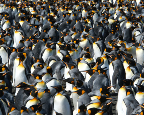 King penguins are the rare species benefiting from a warming world. But that could change