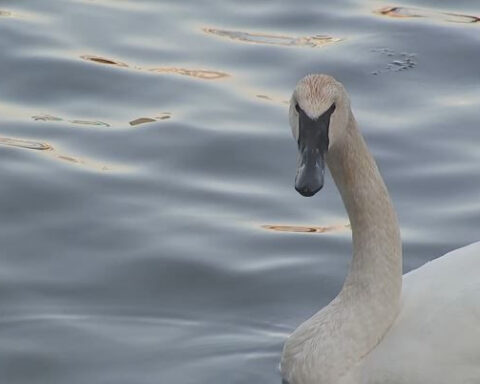 First recorded sighting of once near-extinct swan species
