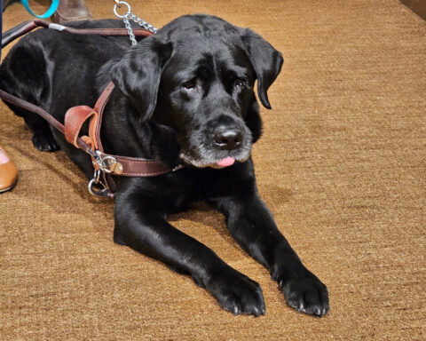 A service dog named Alfred sparked a Lyft settlement in Minnesota with nationwide reach