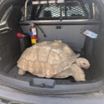 Georgia police rescue runaway tortoise near school