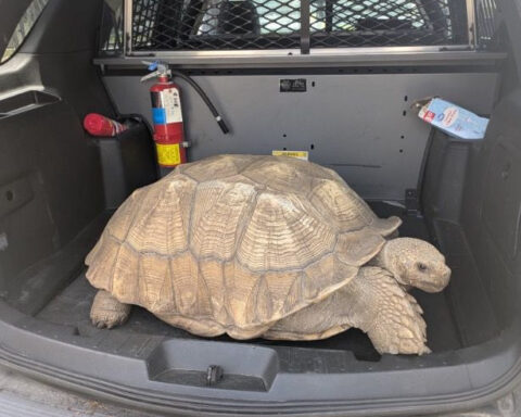 Georgia police rescue runaway tortoise near school