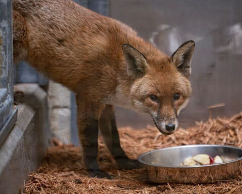 A red fox stows away on a cargo ship, traveling from England to the US