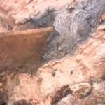 Nearly 200-year-old mystery surrounding sign embedded in tree revealed to be unsolvable