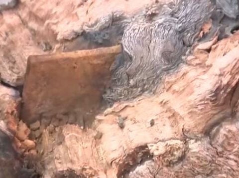 Nearly 200-year-old mystery surrounding sign embedded in tree revealed to be unsolvable