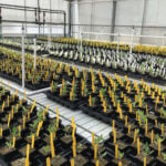 A wildflower in California reveals a newly documented evolutionary process