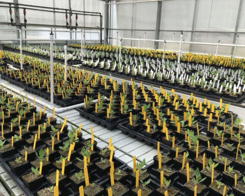 A wildflower in California reveals a newly documented evolutionary process