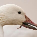 Snow geese take off for the Arctic in mesmerizing sunrise display