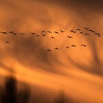 Snow geese take off for the Arctic in mesmerizing sunrise display