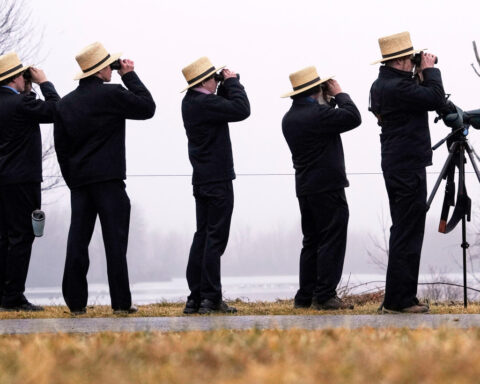 Raucous bird tornado touches down as snow geese make annual flight to Arctic
