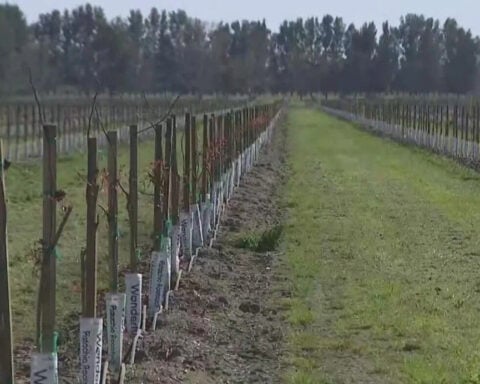 California farmers concerned over fertilizer shortage as Iran war disrupts shipments