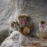 Punch the monkey is finally making friends and fitting in