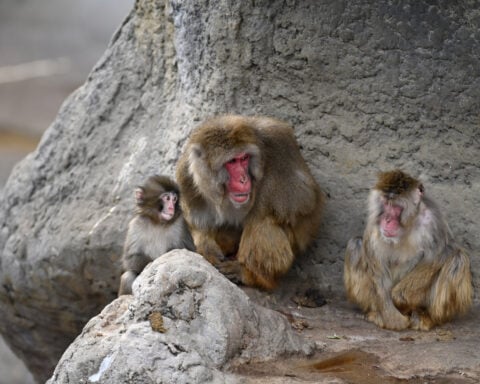 Punch the monkey is finally making friends and fitting in