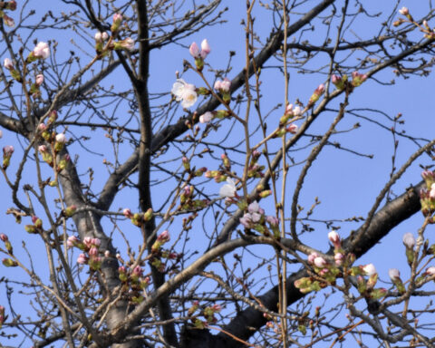Japan’s cherry blossom season begins with first flowering confirmed in 3 cities