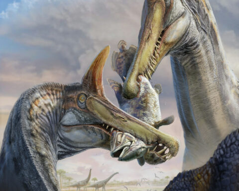 Paleontologists uncover a new ‘Spinosaurus’ species by following a clue from a decades-old book into the Sahara Desert