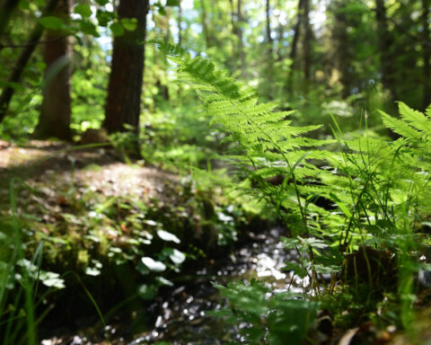 What was the very first plant in the world?