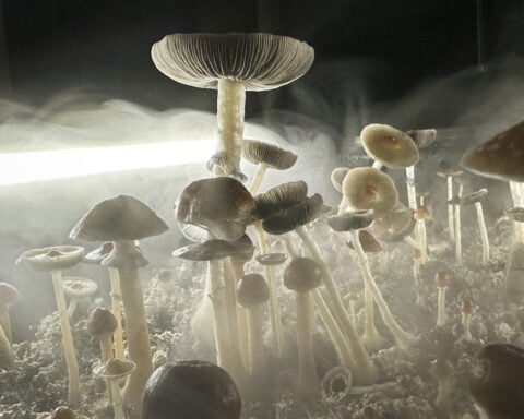 Magic mushroom-infused products appear in Colorado gas stations – what public health officials want consumers to know