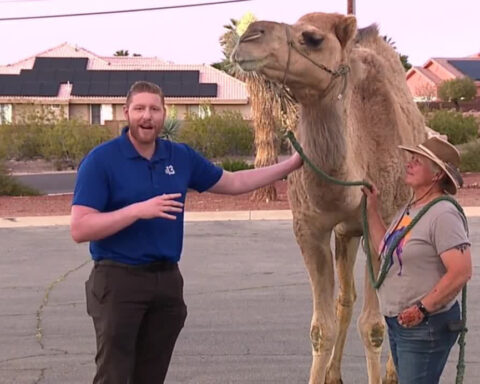 Henderson woman fights to keep her animals amid camel controversy