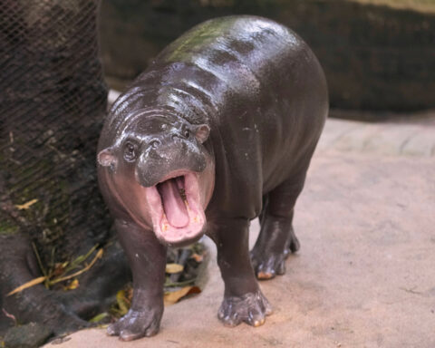 Man arrested after climbing into pygmy hippo Moo Deng's enclosure at Thai zoo
