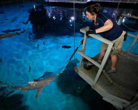 There are sharks in Las Vegas feasting on hundreds of pounds of fish every week