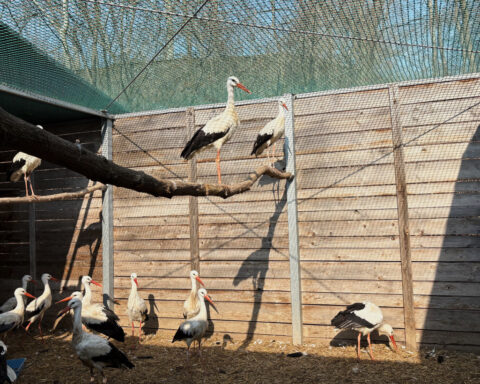 This new bird ER offers hope for injured wildlife