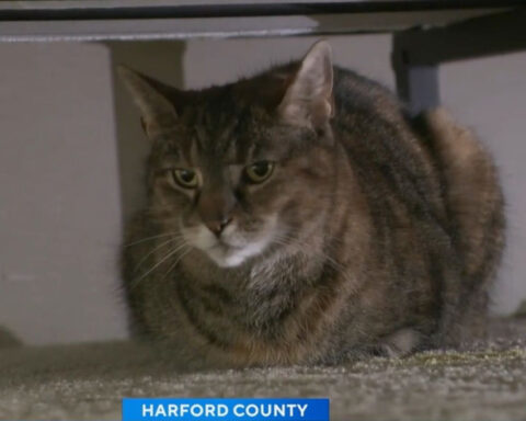 Maryland family reunites with missing cat after 5 years: "I was in disbelief"