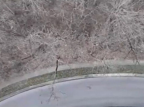 Wildlife officers investigating after dead coyotes dumped in Ohio