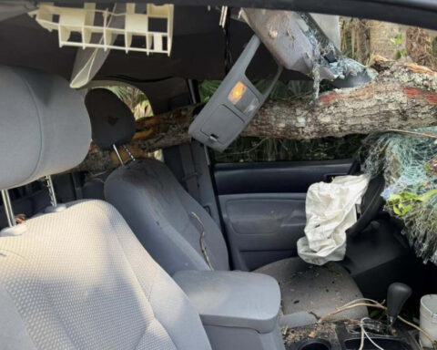 Driver survives after falling oak tree smashes truck's windshield