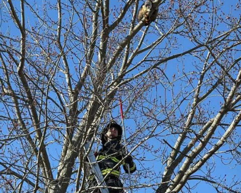 Firefighters rescue raccoon with peanut butter jar stuck on its head