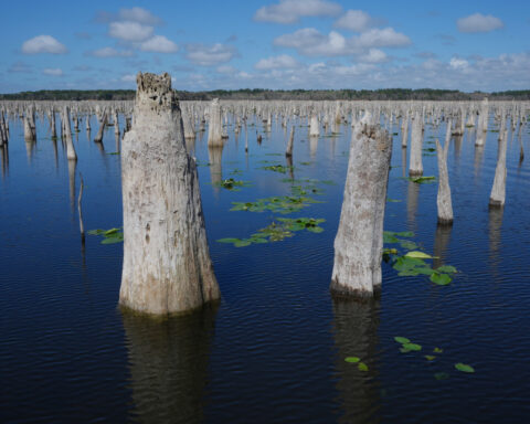 Decades after a Florida canal project was abandoned, advocates are trying to reunite 3 rivers