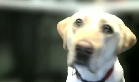 North Phoenix arson suspect caught using license plate readers, GPS tracking and ATF dog