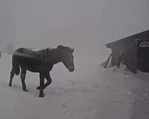 Video shows Michigan State Police directing horse to shelter during blizzard