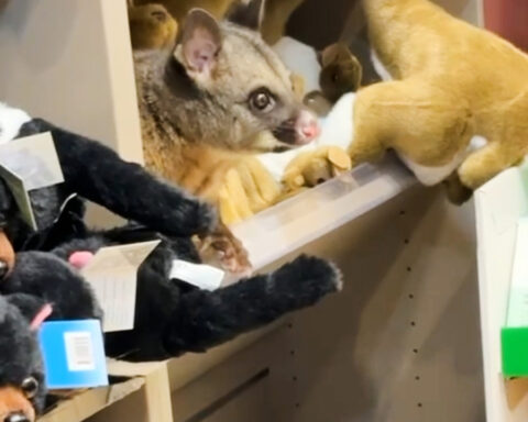 A real possum appears among plush toy animals in Australian airport gift shop