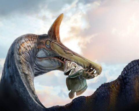 Newly discovered ‘hell heron’ adds evidence in longstanding dinosaur debate