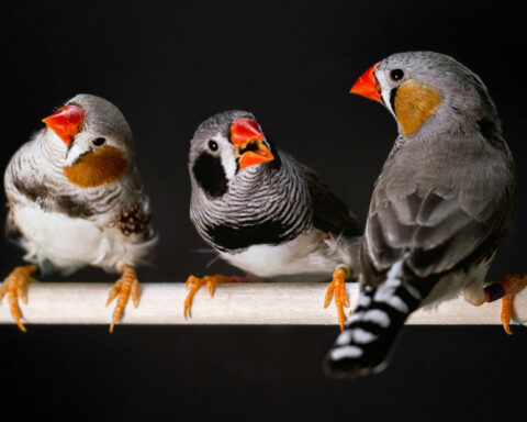 You probably agree with the animals on which bird calls, frog noises and cricket chirps are most attractive – new research