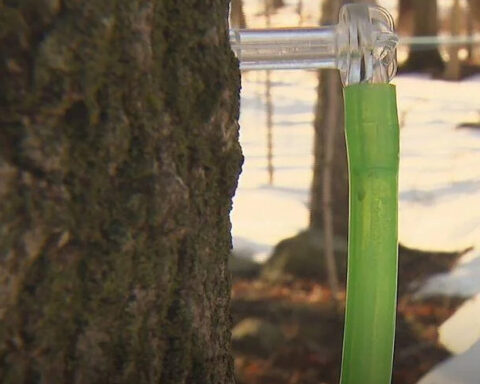They're getting maple syrup from trees with a modern twist in Sharon, Massachusetts