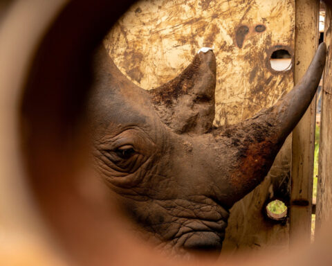 Uganda reintroduces rhinos into a protected area where they have been extinct since 1983