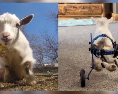 Shawnee, Kansas, family fundraising for new wheelchair for their paralyzed goat, 'Wheelie Nelson'