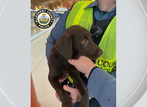 Man charged after abandoning dog at Pittsburgh International Airport