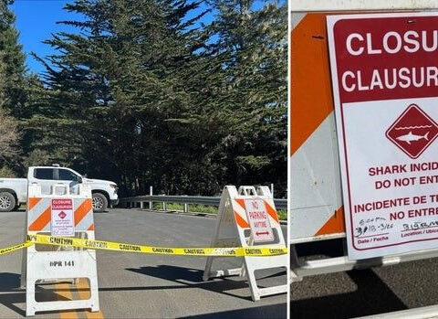 Shark attack reported off Northern California beach; surfer injured, beach temporarily closed