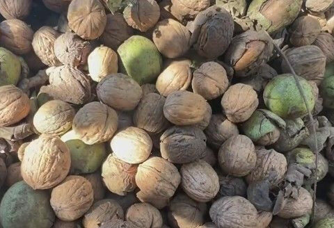 California walnut farmer's crops stranded at sea as Iran war disrupts shipping routes