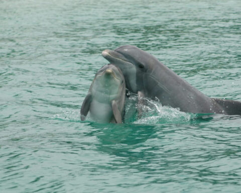 How dolphins communicate – new discoveries from a long-term study in Sarasota, Florida