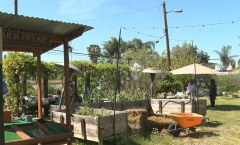 A community garden honors Dolores Huerta following Cesar Chavez allegations