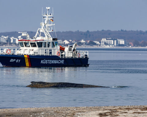 Rescuers try to refloat a stranded humpback whale in Germany’s Baltic Sea