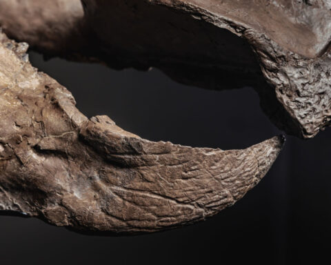 Inside ‘Asia’s Fort Knox’: Gold bars, fine art — and a 66-million-year-old Triceratops
