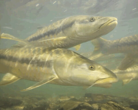 The world’s great fish migrations are collapsing – that’s a problem for millions of people