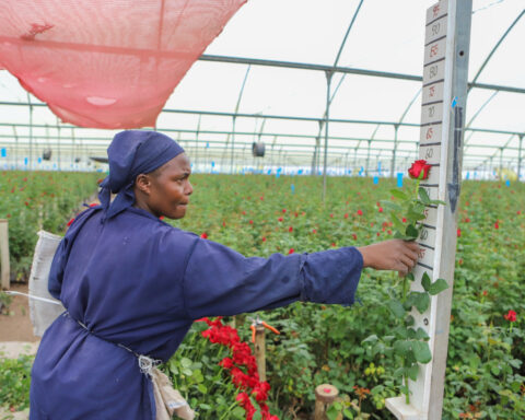 Kenya’s flower industry loses millions of dollars weekly due to the Iran war
