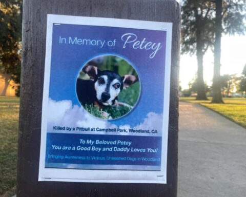 14-year-old dog mauled to death at California park by loose dog, criminal charges possible for owner
