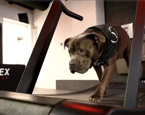 Puppies at the gym? This owner is on a mission to help them find homes