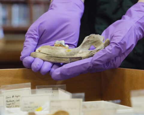 New studies of old dogs help scientists understand where they came from